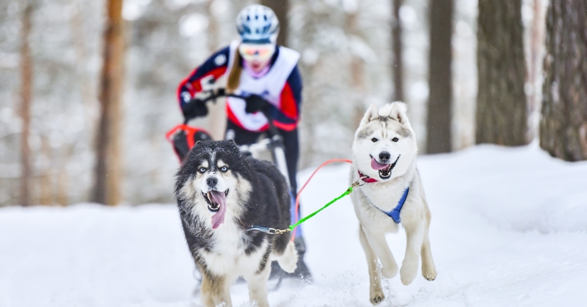 Best Place To See Sled Dog Race in Michigan