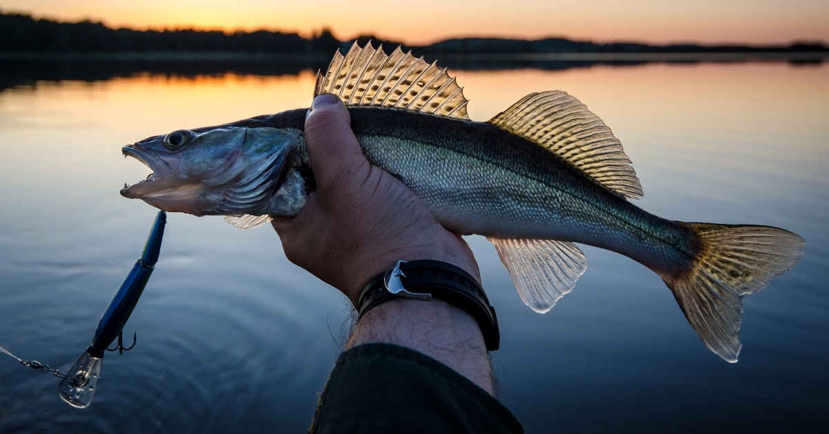 Detroit River Hand Lining Walleye 