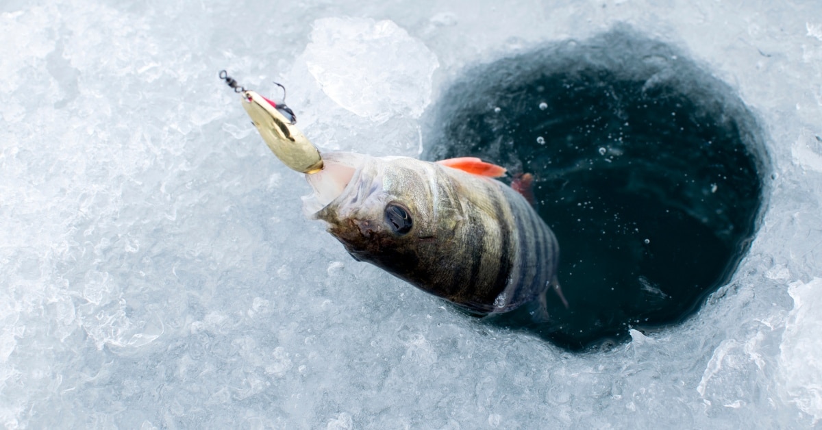 Perch Fishing Muskegon Lake