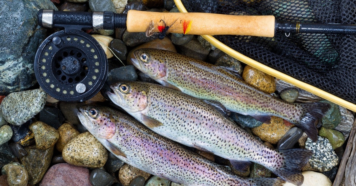 5 Ontario Trout Fishing Tips