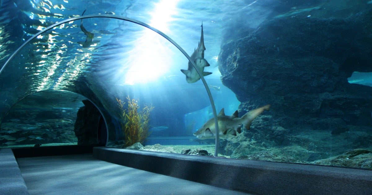 Adventure Aquarium