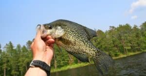 Early Spring Crappie Fishing Tips