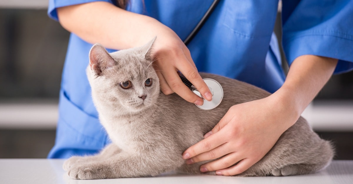 Guidelines for Choosing an Animal Hospital in Detroit