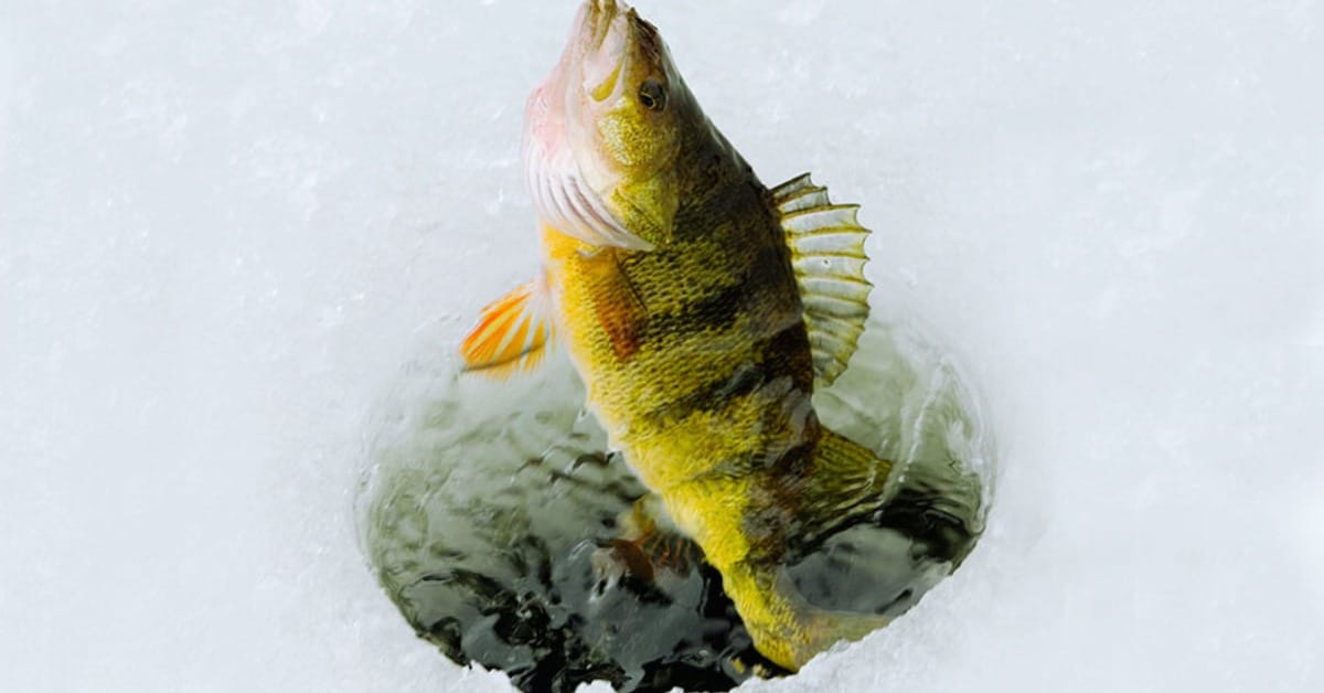 Ice Fishing For Perch In Ontario
