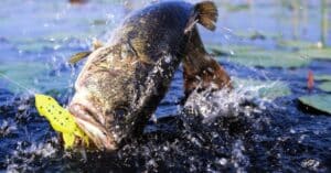 Largemouth Bass Fishing Tips