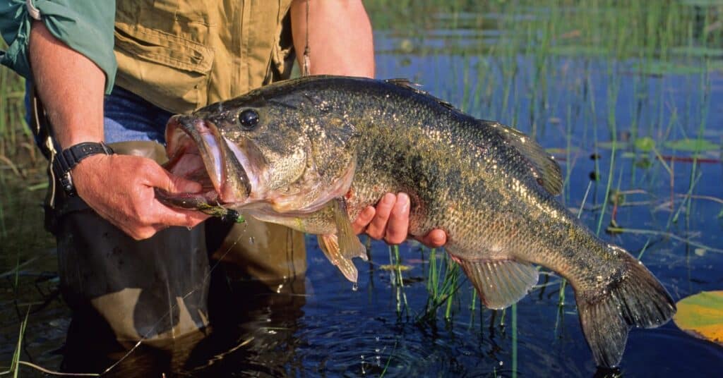 Largemouth can grow to more than 20 lbs