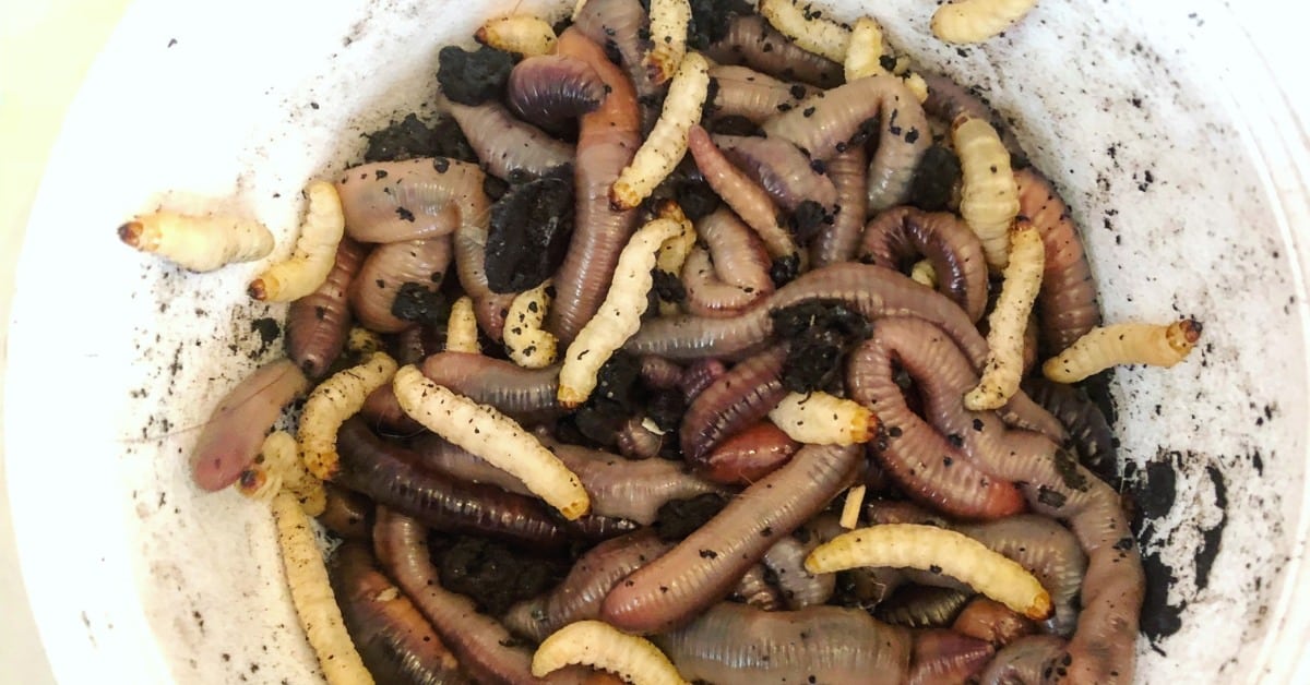 Wax Worms