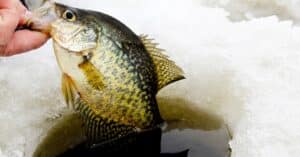 Winter Crappie Fishing Tips