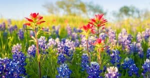 A Guide to Springtime Wildflowers in Detroit