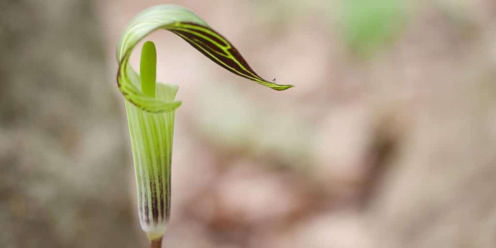 Jack in the Pulpit in Detroit