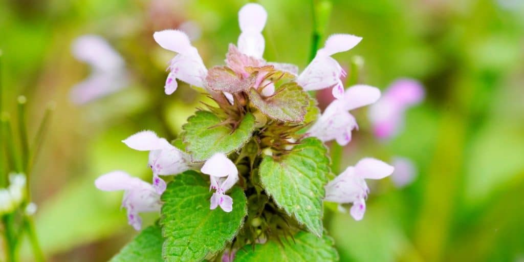 Purple Deadnettle in Detroit