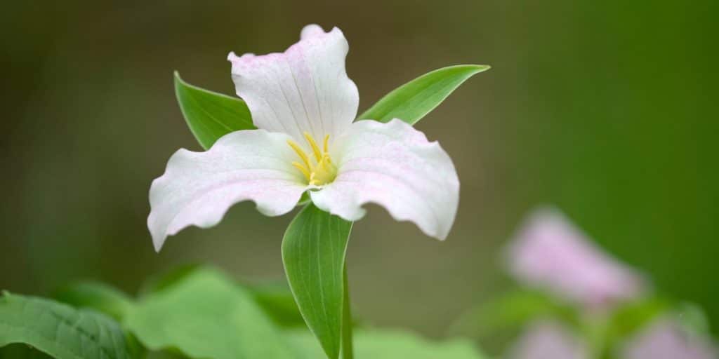 Trillium wildflower in Detroit