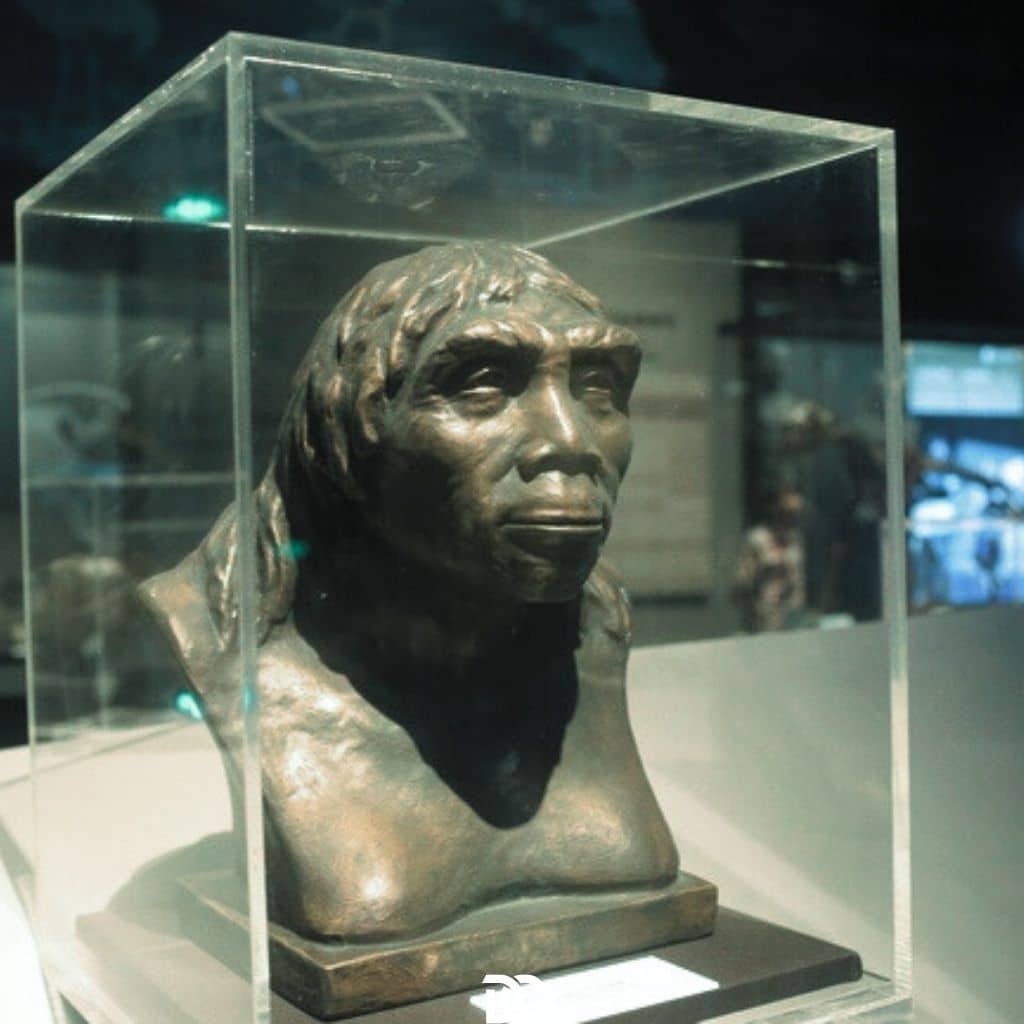 Model of Homo erectus