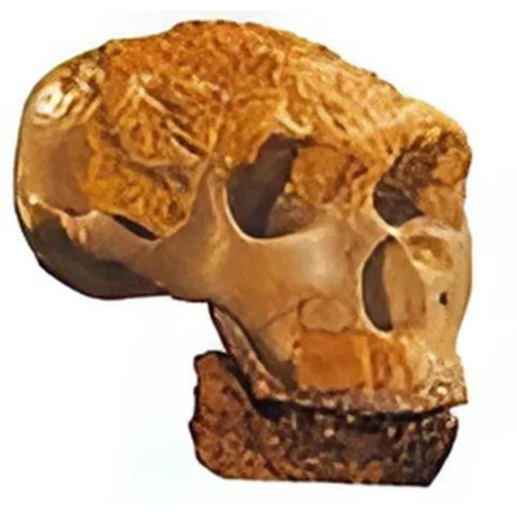 the restored skull of Lantian People