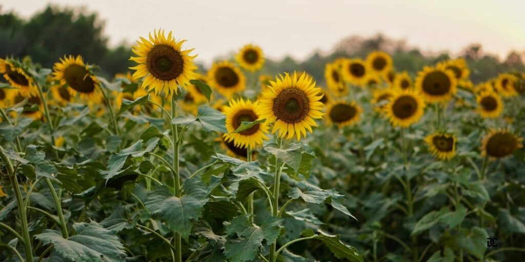 8 acres of Sunflowers