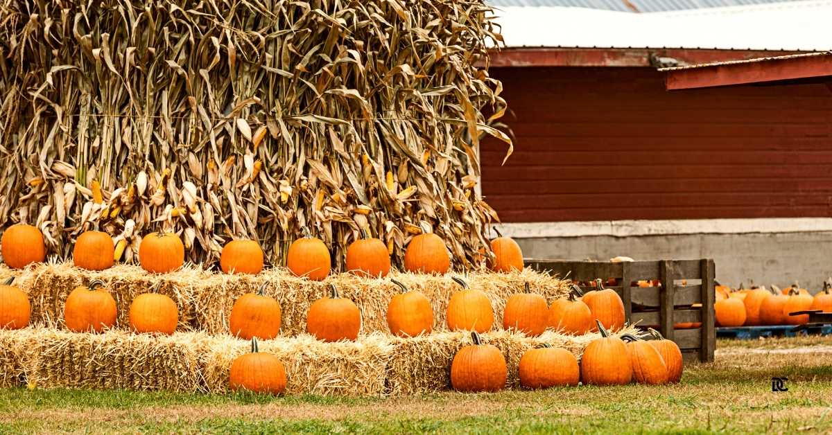 Harvest Happiness: Discover Fall Magic at Cornfun in Casco