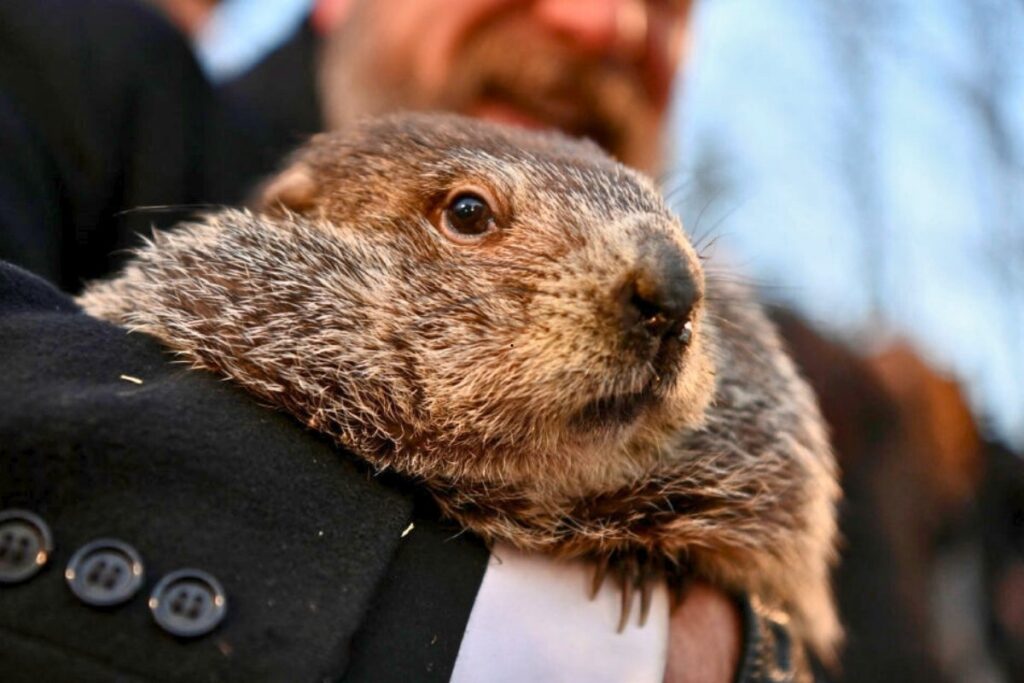 Groundhog Day: When a Simple Shadow Means Six More Weeks of Cold